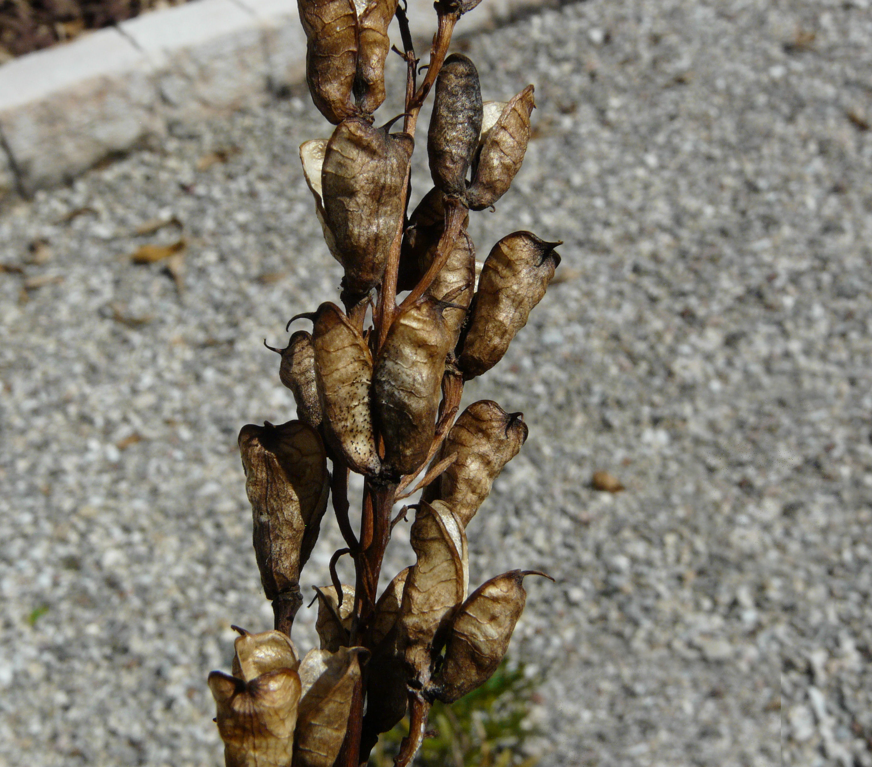 Aconitum napellus L. emend. Skalický