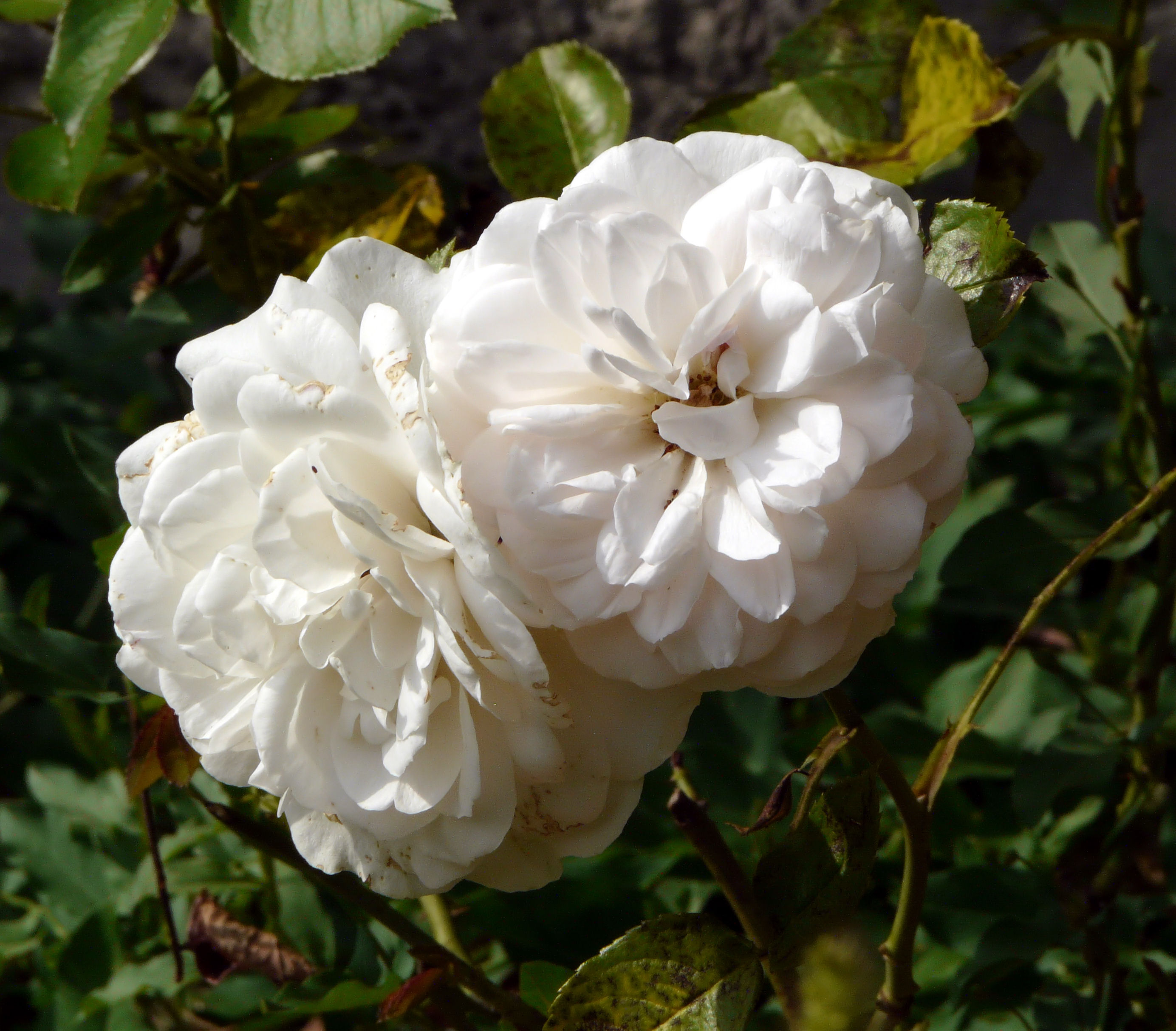 Rosa 'Miss Dior'