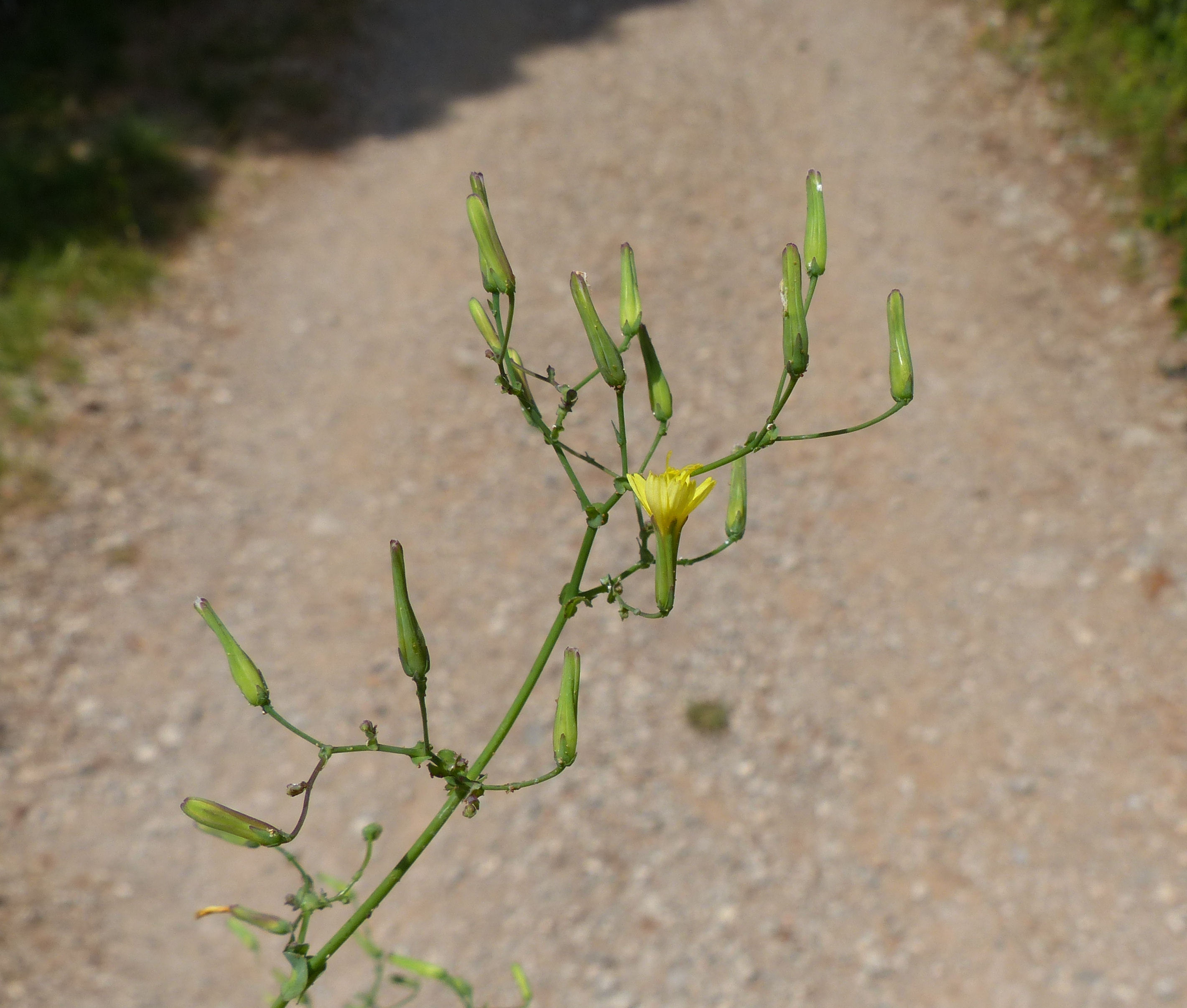 Lactuca muralis (L.) Gaertn.