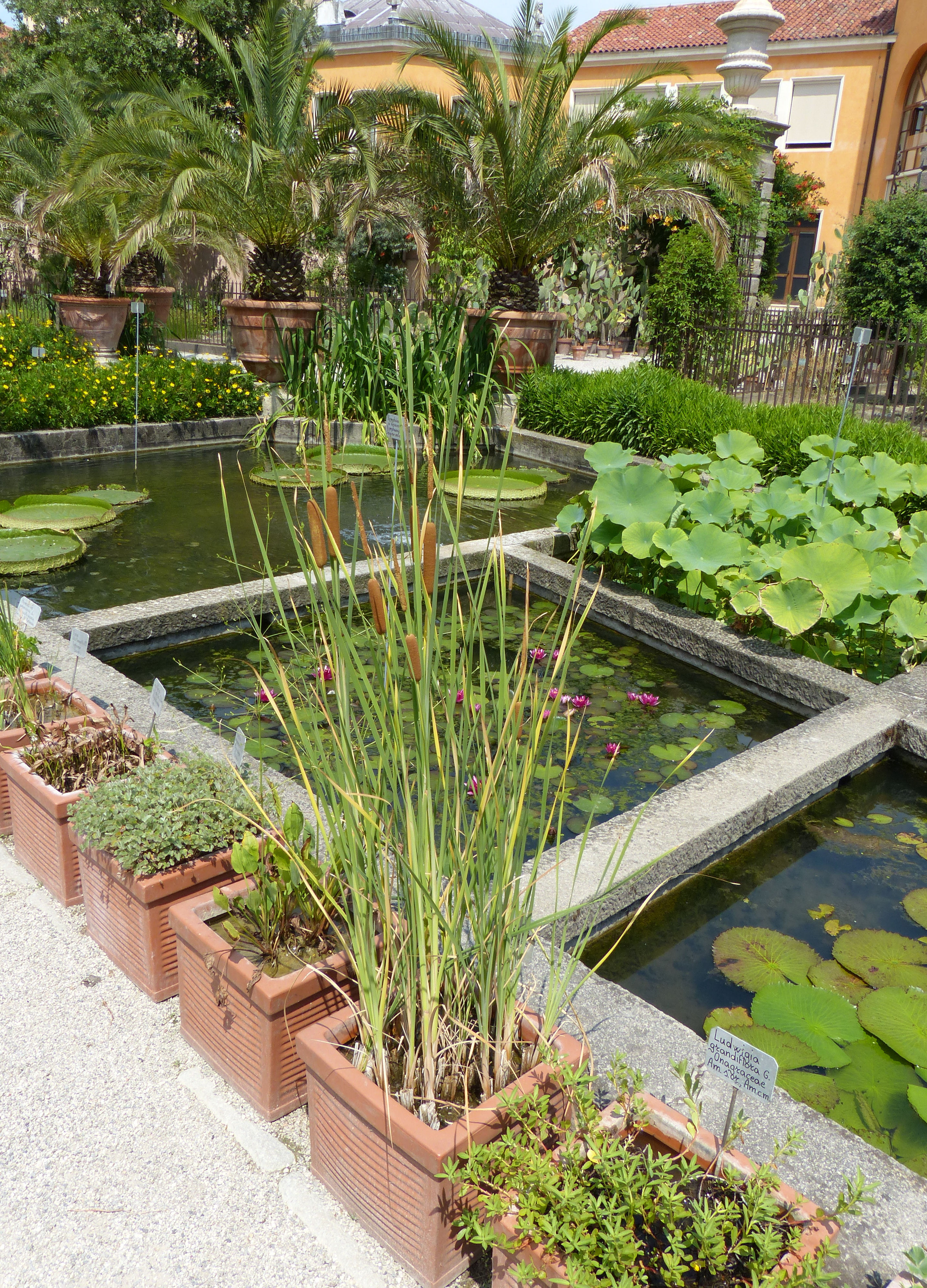 Typha domingensis (Pers.) Steud.