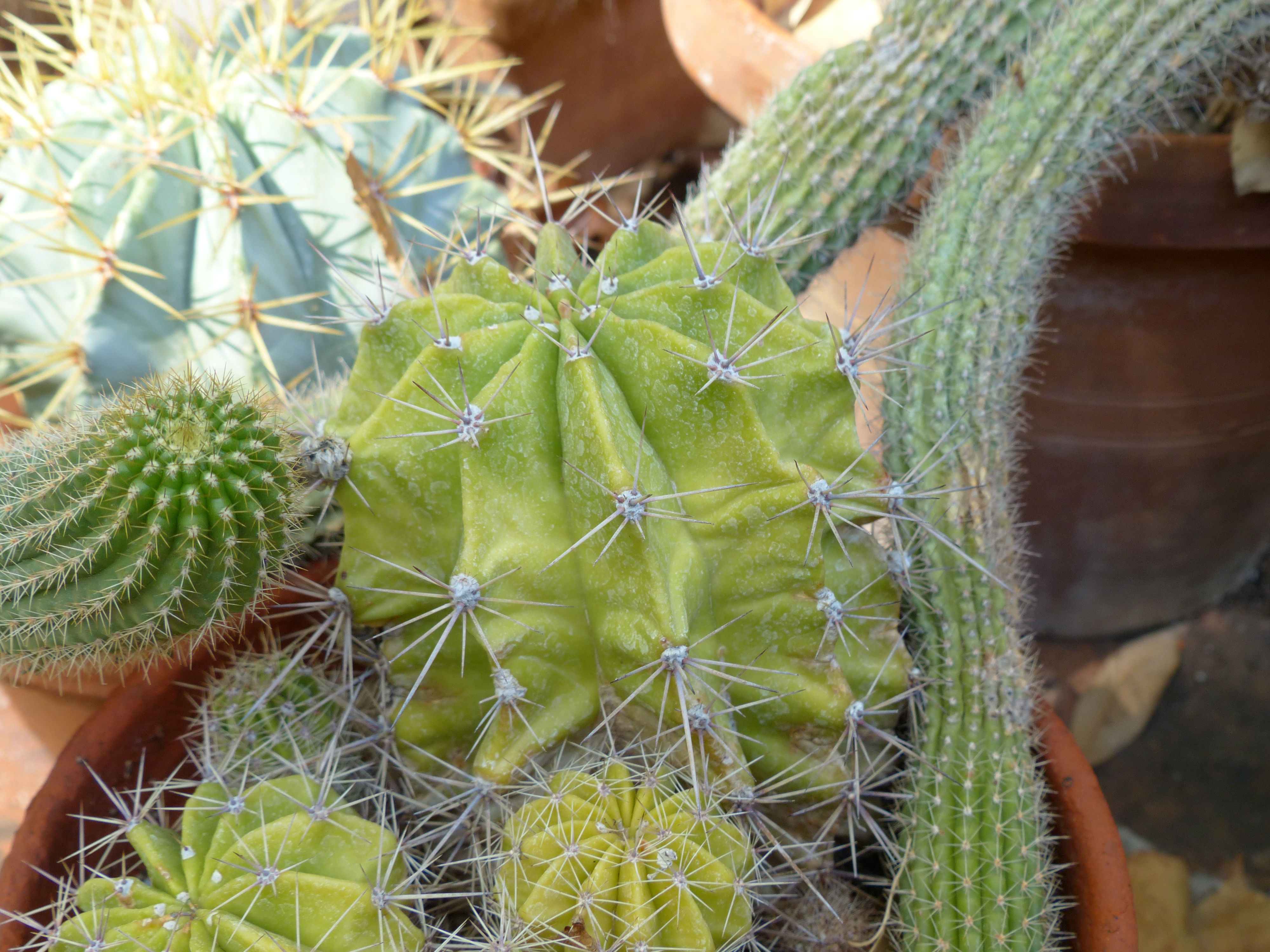 Kalanchoë delagoënsis Ecklon & Zeyher