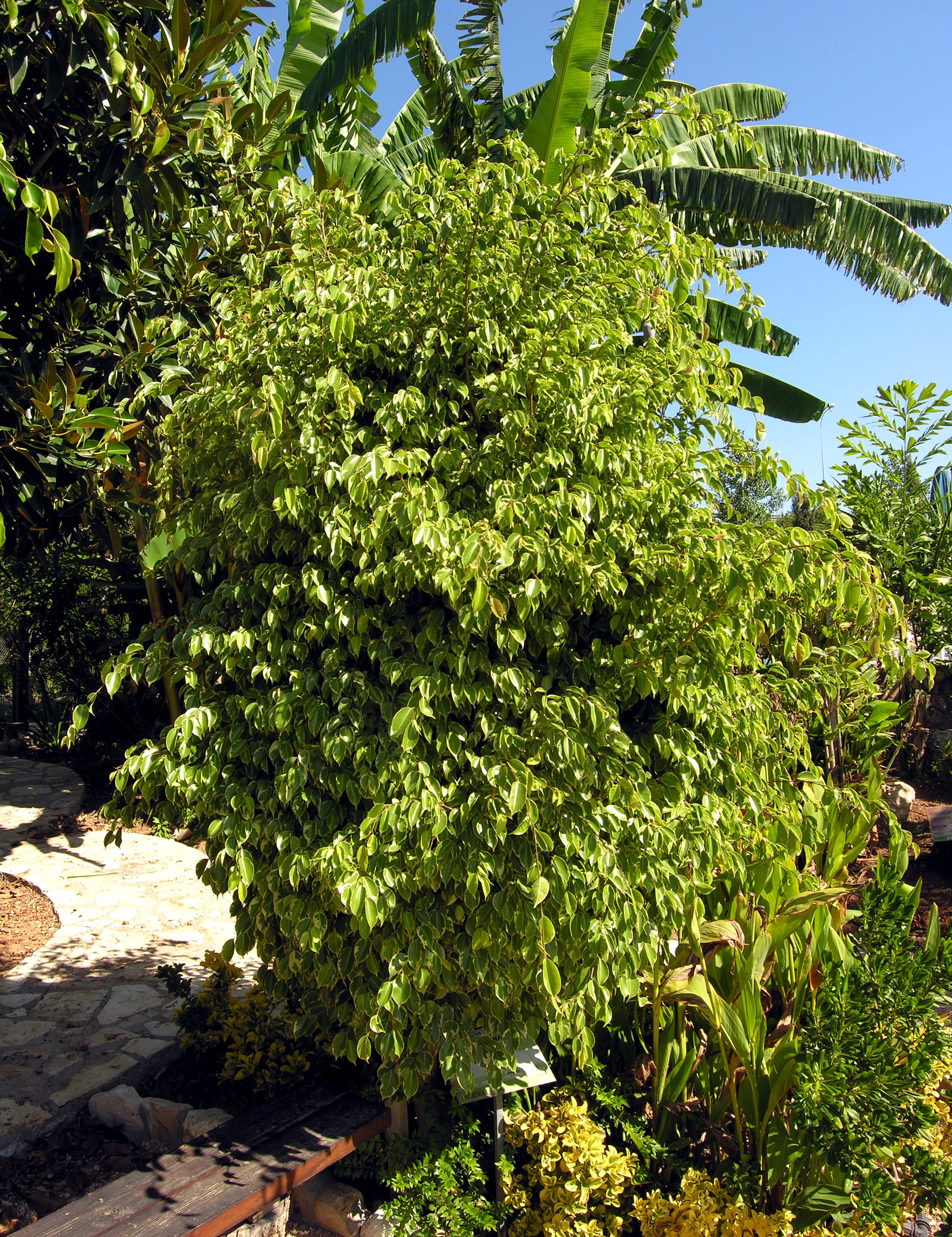 Ficus benjamina L. 'Variegata'