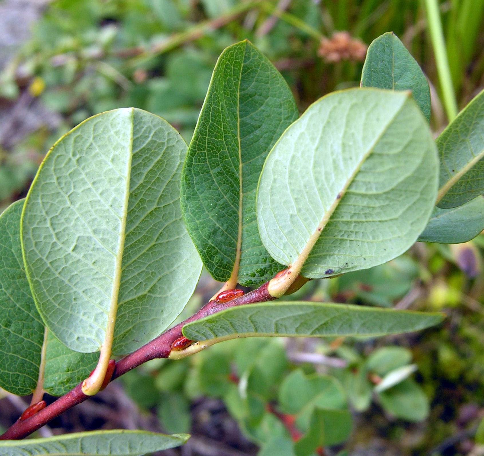 Salix myrtilloides