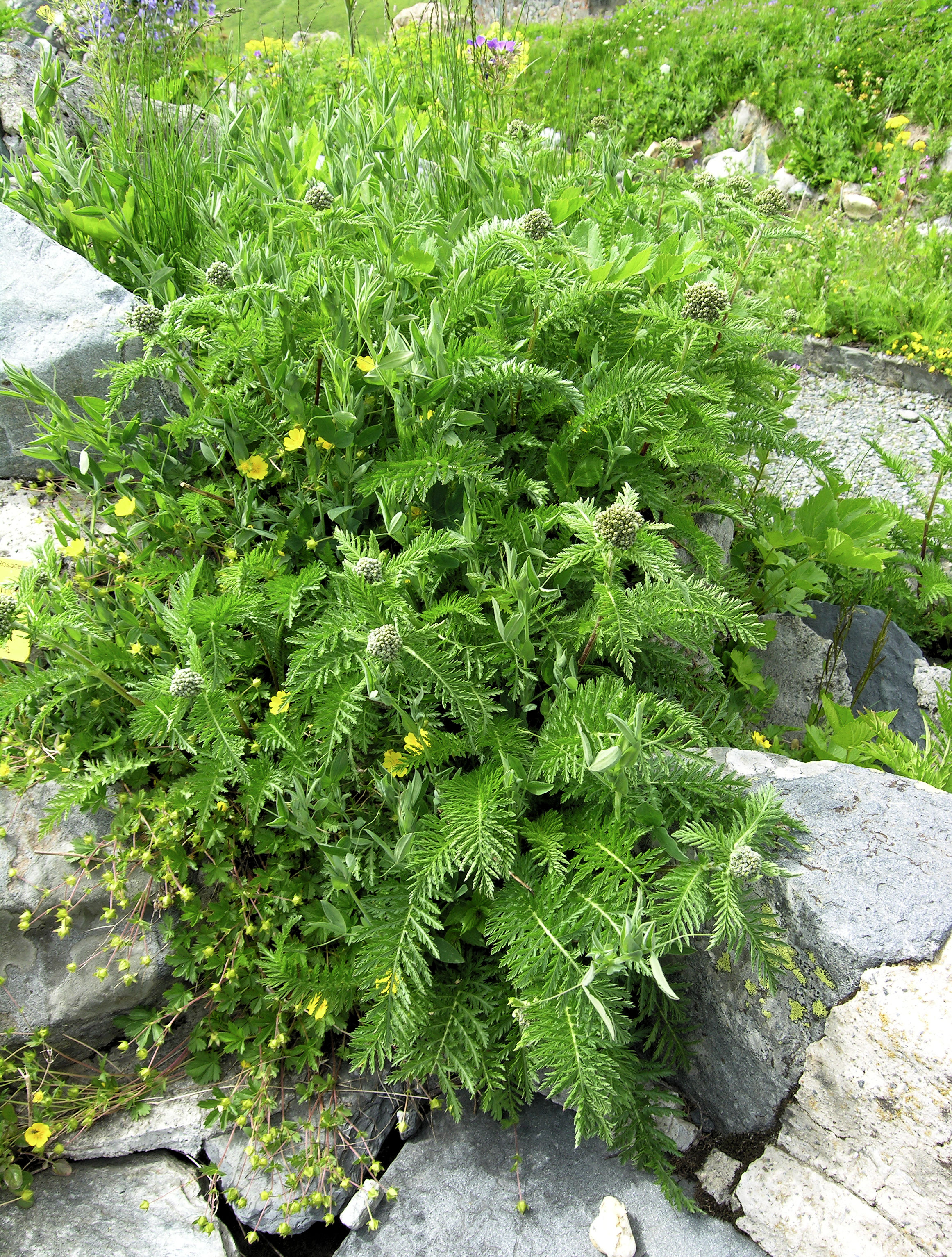 Achillea distans Waldst. & Kit. ex Willd. subsp. stricta (Gremli) Janch.