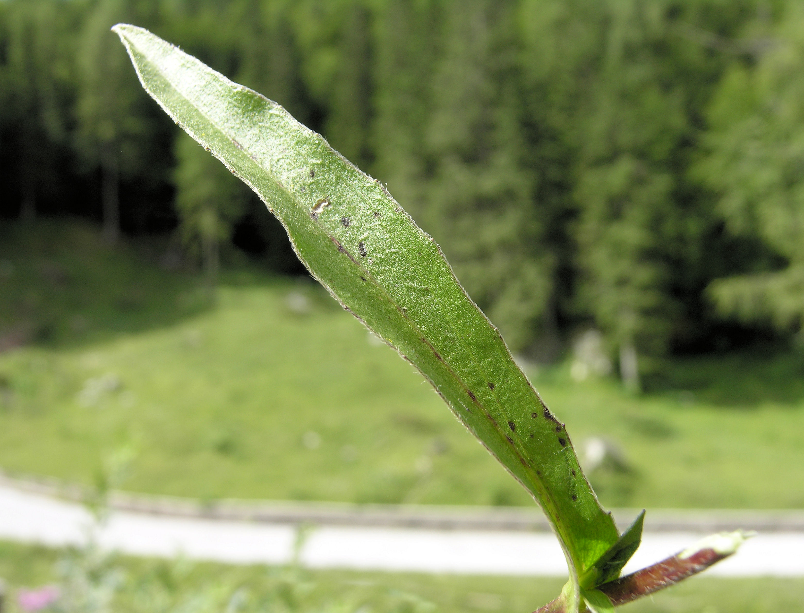 Buphthalmum salicifolium L. subsp. salicifolium - Sistema informativo sulla  flora delle Alpi Carniche meridionali (Ampezzo-Sauris)