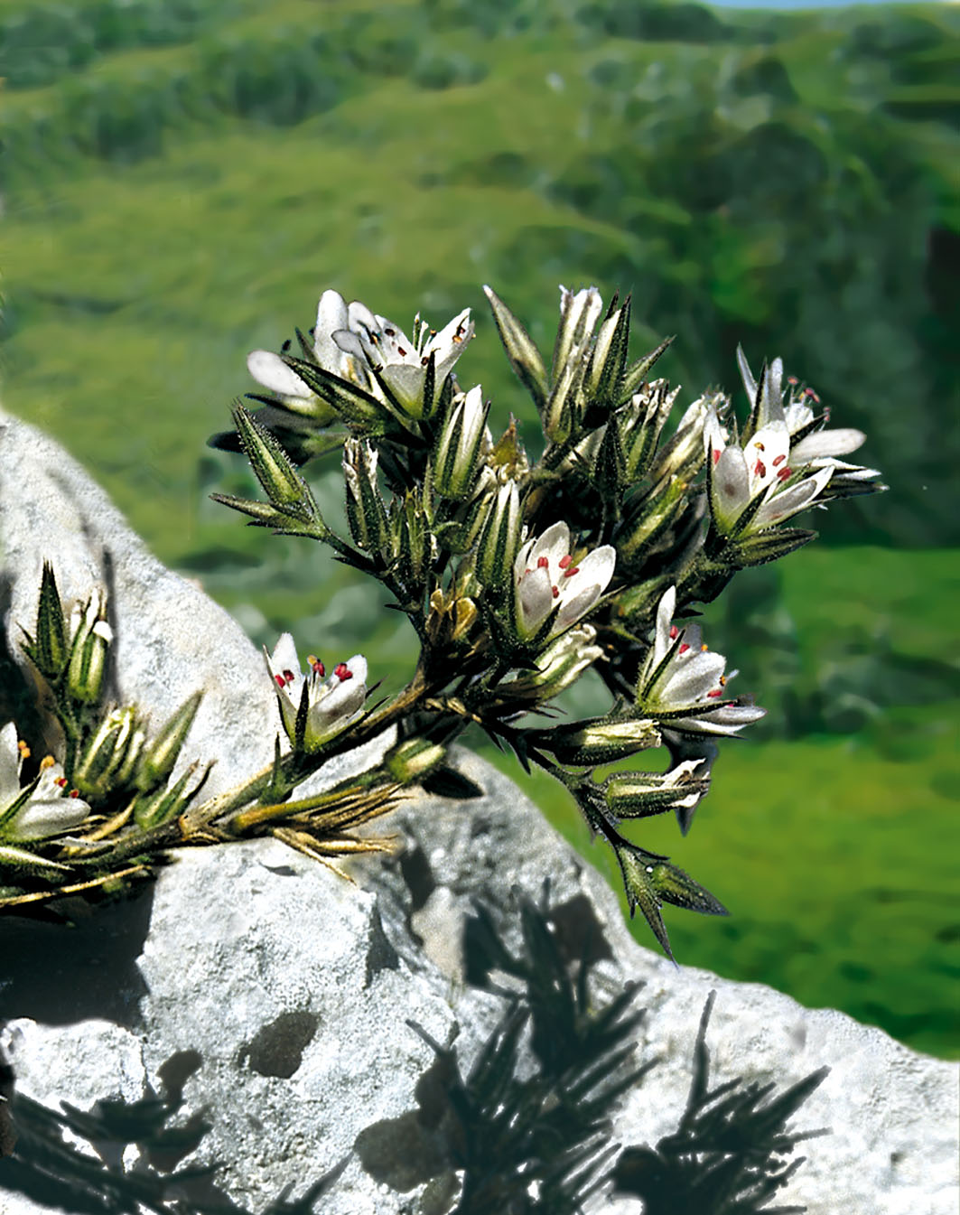 Minuartia Glomerata M Bieb Degen Subsp Trichocalycina Ten Guss