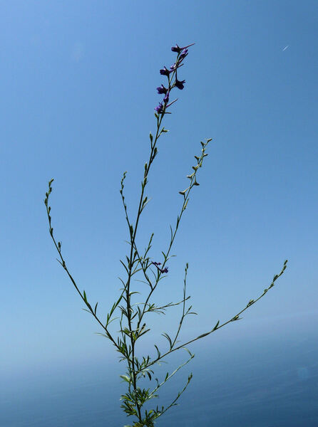 Delphinium halteratum Sm. subsp. halteratum