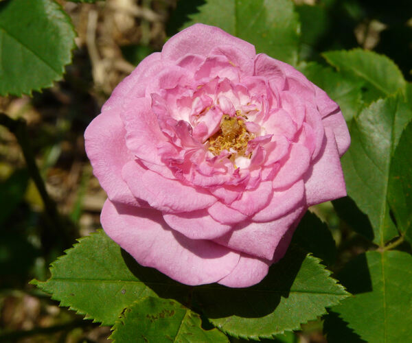 Rosa 'Prince Napoléon'