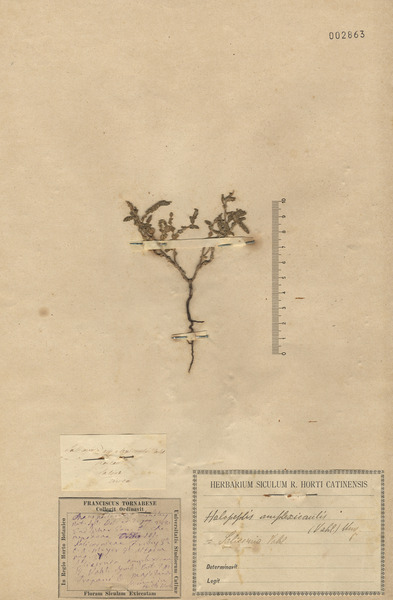 Thalictrum minus L. subsp. minus