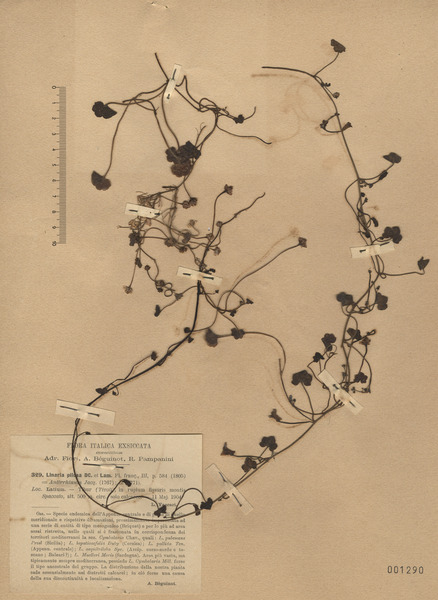 Cymbalaria glutinosa Bigazzi & Raffaelli subsp. glutinosa