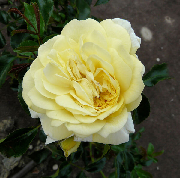 Rosa 'Solero ®'