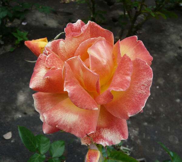 Rosa 'Soleil du Monde'