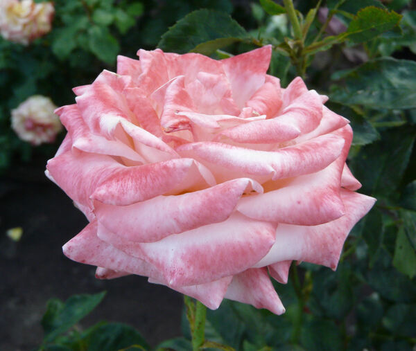 Rosa 'Selvetta ®'