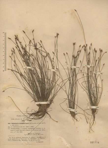 Eleocharis carniolica W.D.J.Koch