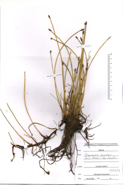 Eleocharis palustris (L.) Roem. & Schult. subsp. palustris