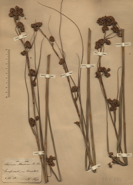 Cladium mariscus (L.) Pohl