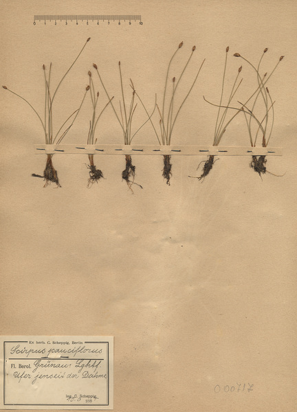 Eleocharis quinqueflora (Hartmann) O.Schwarz