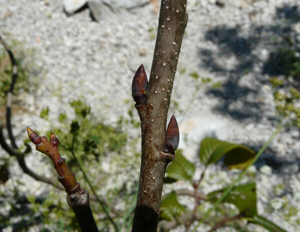 Atadinus fallax (Boiss.) Hauenschild