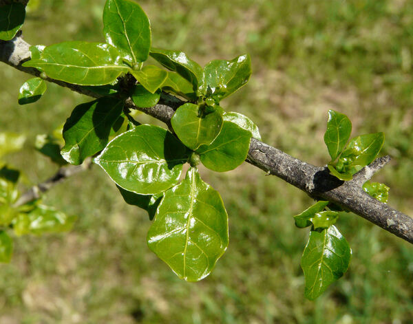 Gardenia jasminoides J. Ellis