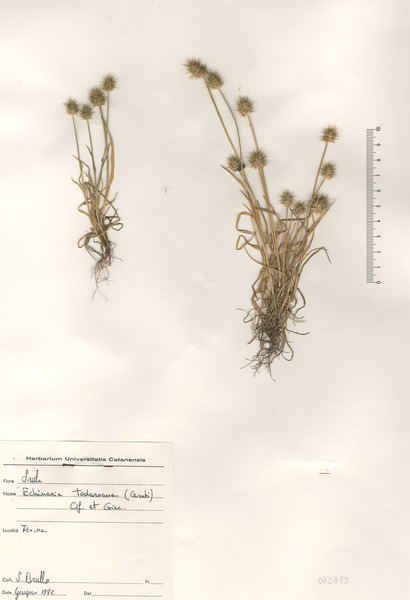 Echinaria todaroana (Ces., Pass. & Gibelli) Cif. & Giacom.