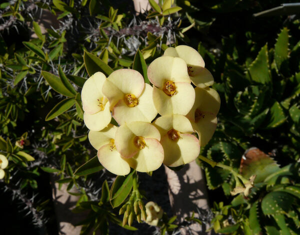 Euphorbia milii Desmoul. 'lutea'