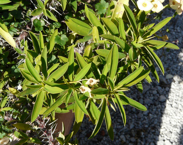 Euphorbia milii Desmoul. 'lutea'