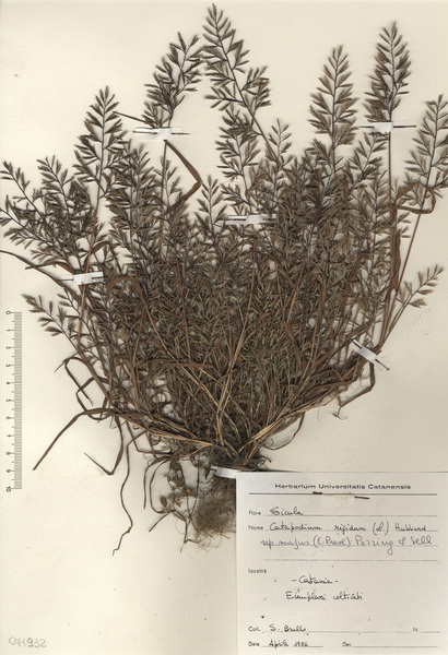 Catapodium rigidum (L.) C.E.Hubb. subsp. majus (C.Presl) F.H.Perring & P.D.Sell
