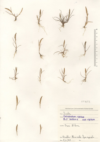 Catapodium zwierleinii (Lojac.) Brullo