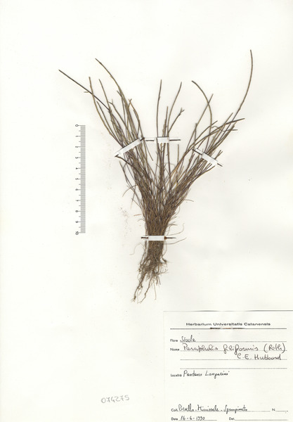 Parapholis filiformis (Roth) C.E.Hubb.