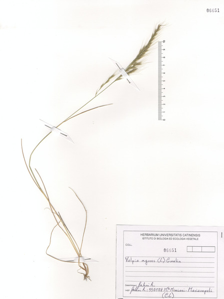 Festuca myuros L. subsp. myuros
