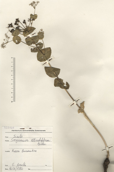 Smyrnium perfoliatum L. subsp. rotundifolium (Mill.) Bonnier & Layens