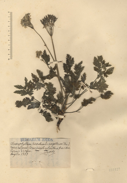 Chaerophyllum magellense Ten.