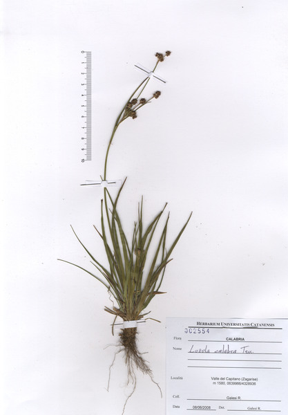 Luzula campestris (L.) DC. subsp. campestris