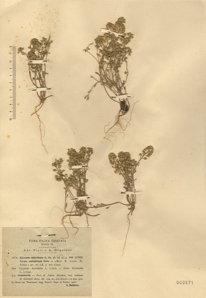 Alyssum alyssoides (L.) L.