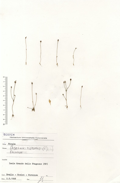 Cicendia filiformis (L.) Delarbre