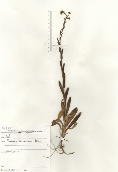 Isatis tinctoria L. subsp. tinctoria