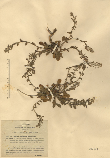 Lepidium hirtum (L.) Sm. subsp. nebrodense (Raf.) Thell.