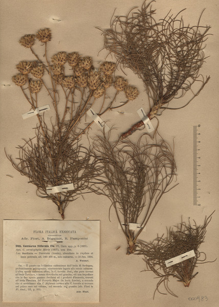 Centaurea filiformis Viv.