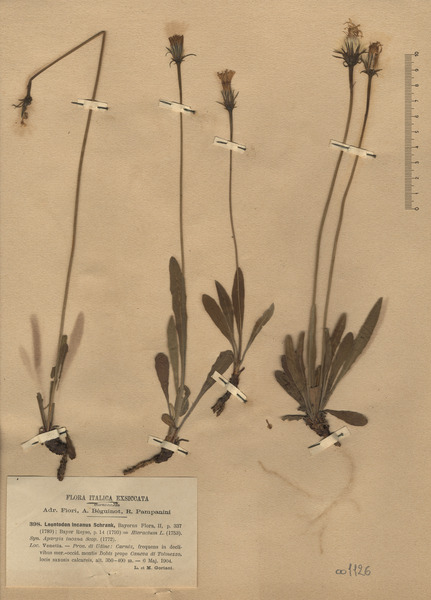 Leontodon incanus (L.) Schrank s.l.