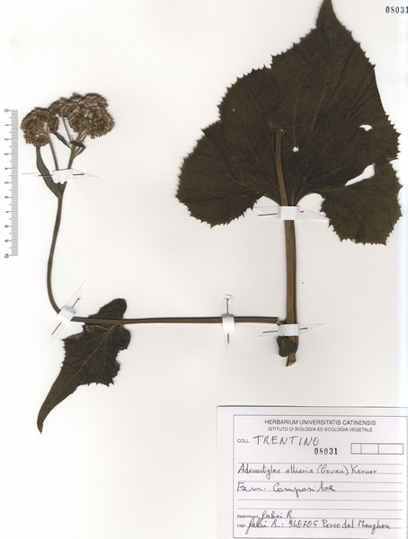 Adenostyles alliariae (Gouan) A.Kern.