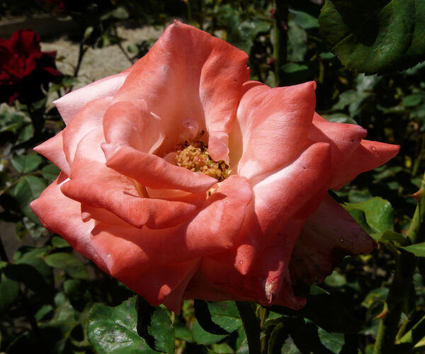 Rosa 'Selvetta ®'