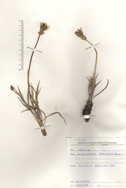 Pseudopodospermum undulatum (Vahl) Zaika, Sukhor. & N.Kilian subsp. deliciosum (Guss.) Bartolucci, Galasso & F.Conti