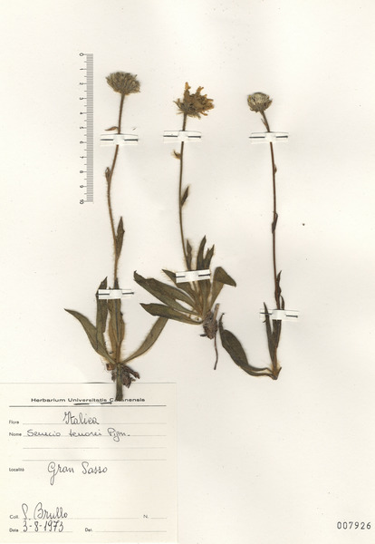 Senecio scopolii Hoppe & Hornsch. subsp. floccosus (Bertol.) Greuter