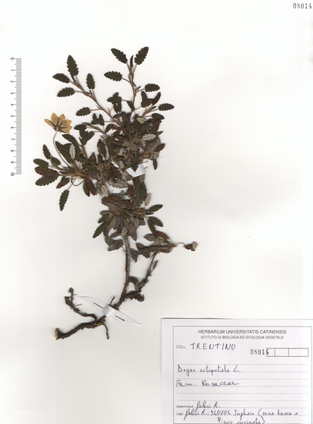 Dryas octopetala L. subsp. octopetala