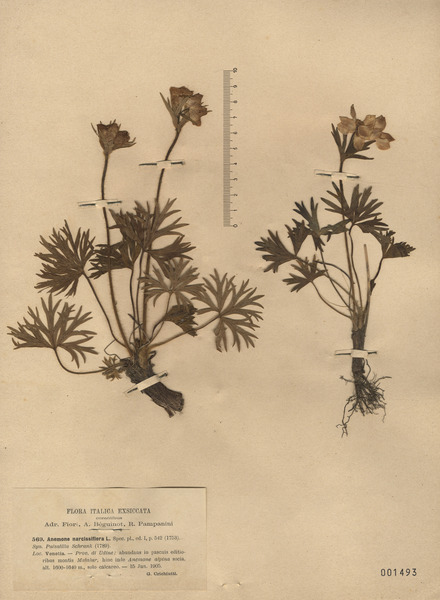 Anemonastrum narcissiflorum (L.) Holub subsp. narcissiflorum