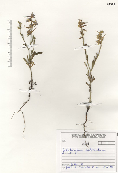 Delphinium halteratum Sm. subsp. halteratum