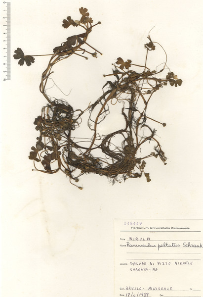 Ranunculus peltatus Schrank