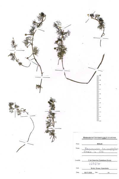Ranunculus trichophyllus Chaix s.l.