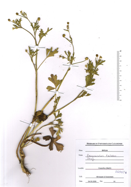 Ranunculus trilobus Desf.