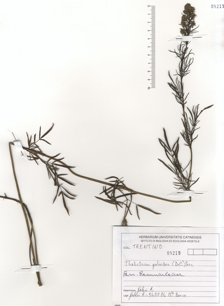 Thalictrum simplex L. subsp. galioides (DC.) Korsh.